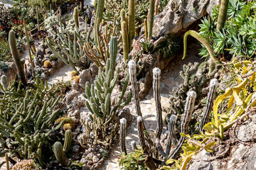 botanical park with different cactuses in Monaco