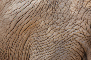 African bush elephant (Loxodonta africana). Detail of elephant skin. Huge african mammal. Africa 