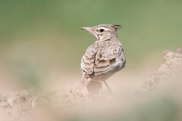 Crested lark (Galerida cristata), small song bird standing on sand dune and looking for some meal. Brown bird with plume on his head. Diffused green background. Slovakia 