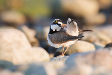 The little ringed plover (Charadrius dubius) a small plover, standing on stone and cleaning his feathers. Soft evening lights. Scene from wild nature. Yellow surroundings around eye, fluffy feather. 