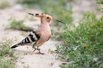 Eurasian Hoopoe (Upupa epops), beautiful bird with orange plume on the head, long thin black beak and with white-black striped wings. Hoopoe standing on one leg. Scene from wild nature. Slovakia. 