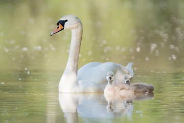 Mute swan (Cygnus olor), mother swan with two cute small cubs, swim on the water. Cubs with fluffy feathers. Diffuse yellow background. Scene from wild nature. Slovakia. 