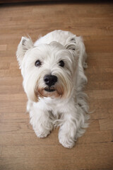 Westie dog lying on the floor