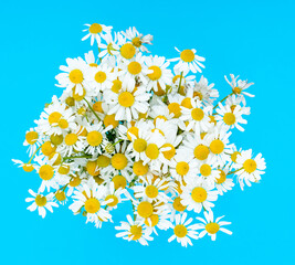 Big bouquet of daisies isolated on blue