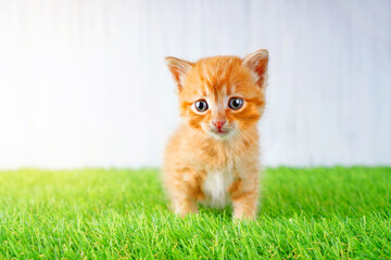 Soft artificial grass background with a ginger kitten