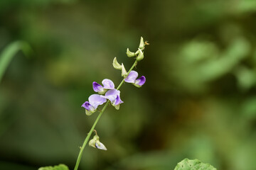 Wild flowers , sri lanka , jungle