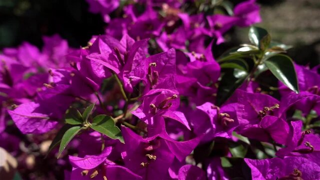 Buds And Blooming Flowers Of The Bougainvillea Tree Greet The Summer.
