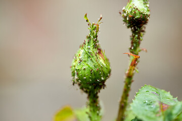 Rose bud in aphids, closeup, macro photo