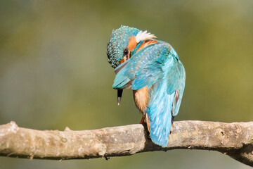 Common kingfisher (Alcedo atthis), small bird with blue back, with orange abdomen and long black beak. Kingfisher sitting on branch and clean his feathers. Scene from wild nature. Young male. Slovakia