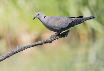 The Eurasian collared dove (Streptopelia decaocto), middle size grey bird with red eye sitting on the branch. Green diffused background consist of lake water and grass on edge of him. Scene from wild 