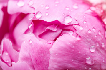 Fototapeta premium Beautiful pink peony with dew drops, close-up, macro photo