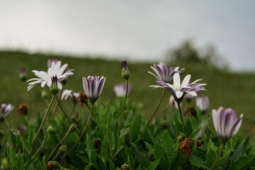 Fototapeta premium Osteospermum ecklonis , daisy flower , purple color