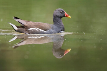 The common moorhen (Gallinula chloropus), small bird swimming on the water. Black body with white details, red beak with yellow toe. Reflection on the water level. Green diffuse background. Slovakia 
