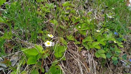 blooming wild strawberries with bright green leaves at the forest edge in spring. wildlife beauty. vertical mobile photo
