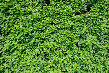 background of green leaves of hedge, full frame. Close up of fresh foliage.