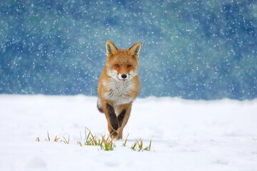 Red fox (Vulpes vulpes) on winter forest meadow in snowfall. Orange fur coat animal hunting in...