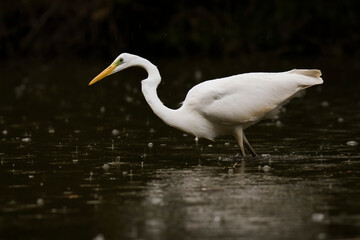 Ardea alba (Great egret), big white wading bird on the hunt, orange long beak, full white body, black background, rainy weather. Scene from wild nature. Slovakia    