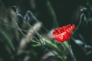 Jolie fleur coquelicot rouge dans un champ