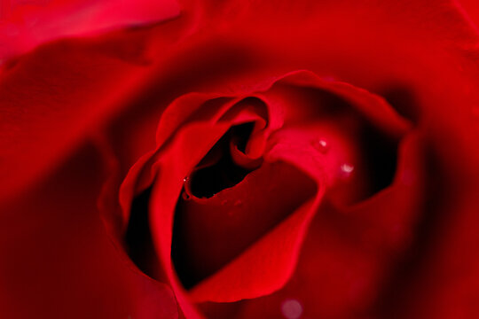 Red rose flower with dew drops, close-up, macro photo