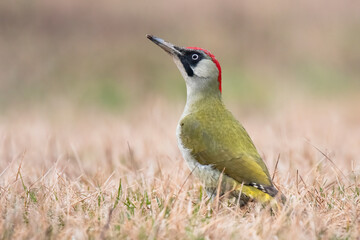 Green woodpecker (Picus viridis),female of this great green bird, with gray head and red back of head, sitting in grass and looking for some ants for meal, scene from wild nature,Slovakia, Europe      - obrazy, fototapety, plakaty