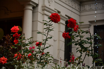 Fototapeta na wymiar Roses , beautiful roses