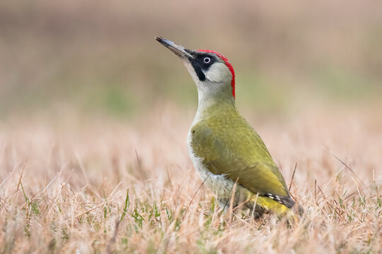 Green woodpecker (Picus viridis),female of this great green bird, with gray head and red back of head, sitting in grass and looking for some ants for meal, scene from wild nature,Slovakia, Europe     
