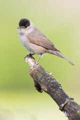 Eurasian blackcap (Sylvia atricapilla), male of this small songbird, black head, sitting on branch located the edge of lake, diffused green background, scene from wild nature, Slovakia