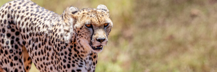 Cheetah in Africa Web Banner