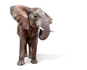 Poster Im Rahmen Große Afrikanische Elefantenohren Isoliert © adogslifephoto