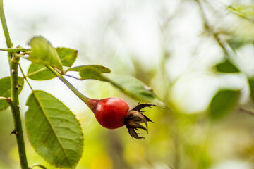  flower bud with green crown