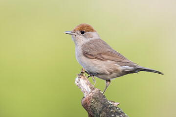 Eurasian blackcap (Sylvia atricapilla), female of this small songbird, orange head, sitting on branch located the edge of lake, diffused green background, scene from wild nature, Slovakia