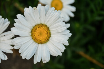 Fototapeta premium Daisy flowers , white color