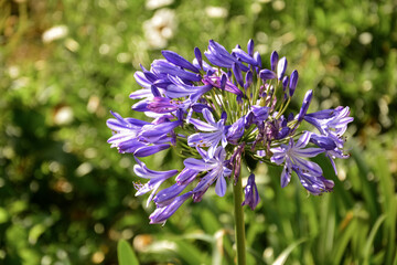 Wild flowers , sri lanka , jungle