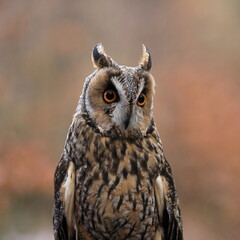 Portrait of long-eared owl (Asio otus) isolated on orange background. Owl face with big orange eyes. Wildlife scene from nature.