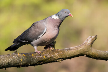 Common wood pigeon (Columba palumbus), large species of dove sitting on mossy branch. Green diffused background with evening light. Bird with red beak, pink chest and with grey head and back.   