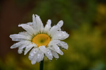 Fototapeta premium Daisy flowers , white color
