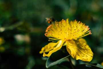 Millepertuis &agrave; calice plante m&eacute;dicinale - Jolie fleur jaune dans le jardin