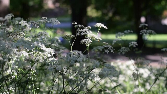 Serene scene with white flowers in the park on sunny day. The flower is known as cow parsley, wild chervil, wild beaked parsley or keck. Latin name is Anthriscus sylvestris.