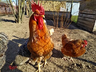 beautiful brown-gray rooster stands on one leg against a brown fence. Mobile photo with selective focus - Powered by Adobe