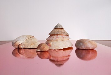 Seashells