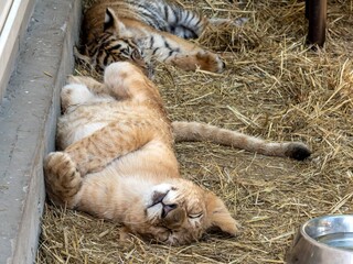Naklejka premium Predators. A lion cub and a tiger cub sleep after playing in their enclosure.