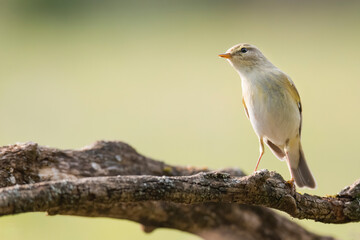 Common chiffchaff (Phylloscopus collybita), small brown bird sitting on branch, searching some food, yellow details on on chest and yellow belt over the eye, diffuse background, scene from wild nature
