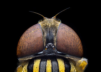 Head of Hover fly