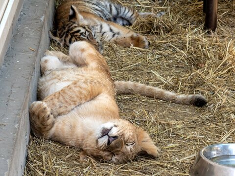 Predators. A lion cub and a tiger cub sleep after playing in their enclosure.