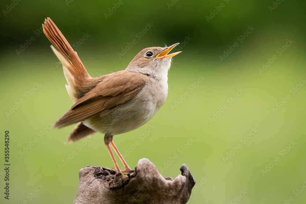 Wall mural Common Nightingale (Luscinia megarhynchos), beautiful small orange songbird with long turned up tail, standing on on branch and singing. Diffused green background. Scene from wild nature. 