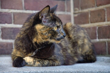 Eine Schwarz braune Katze mit gelben Augen liegt auf ihrem Pfoten und schaut aufmerksam zu ihrer...