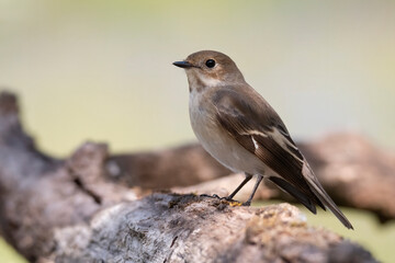 European Pied Flycatcher (Ficedula hypoleuca). Female of this small passerine bird sitting on a branch. Brown head, black wing with white details, brown diffused background. Scene from wild nature.