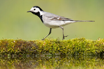 White wagtail (Motacilla alba), small white bird with black head and silver wings walking on branch, branch overgrown with beautiful fresh green moss laying in the water on the edge of lake. 