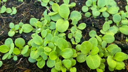 Seeding petunia flowers plant