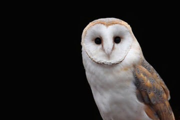 Barn Owl, Tyto alba, isolated on black background. Owl with a heart-shaped face. Copy space.